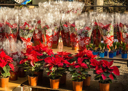 Mercado de San Cristóbal de los Ángeles