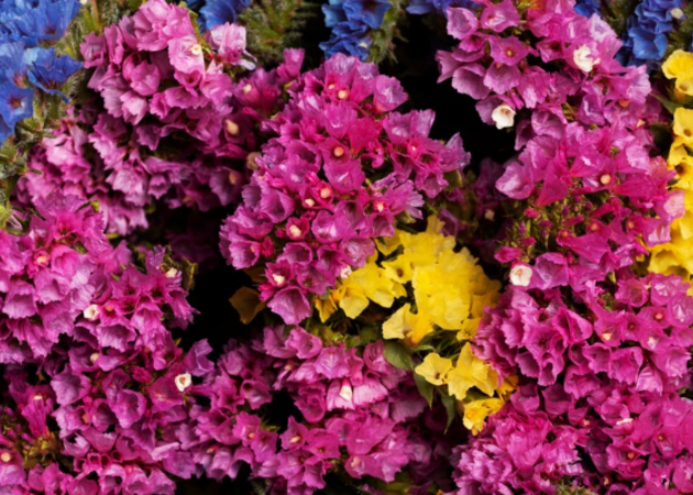 Galería de imágenes Vogue Mercado de las Flores 2026 1