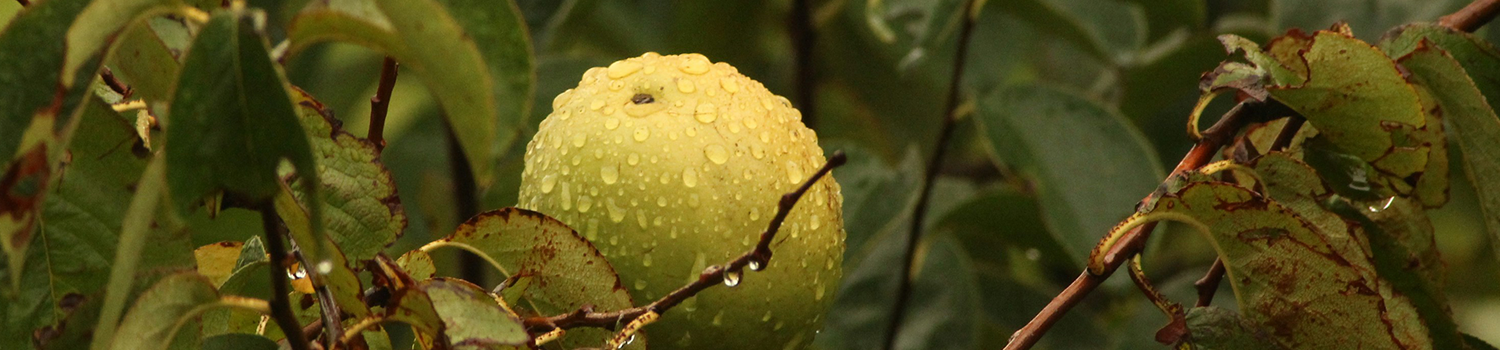 Imagem Chuva força cancelamento da feira de produtores do Parque Europa (bairro Latina) em 22 de março