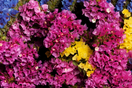Imagem Rota do Mercado de Flores Vogue 2026