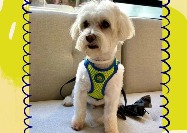 Galería de imágenes Chester House Club Canino 20