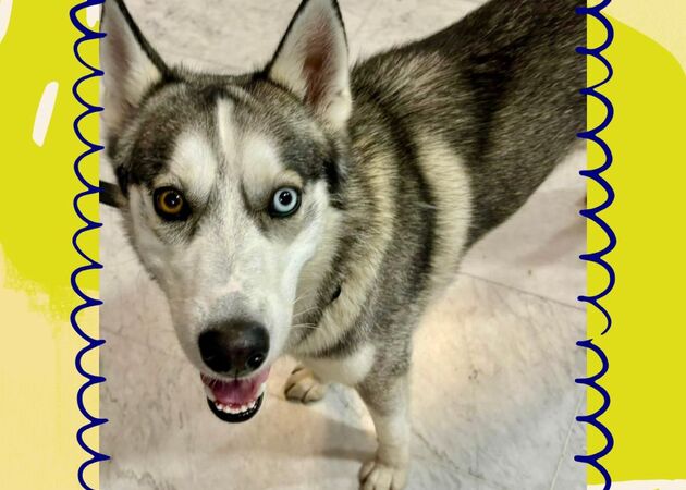 Galería de imágenes Chester House Club Canino 14