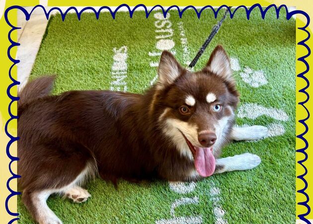 Galería de imágenes Chester House Club Canino 16