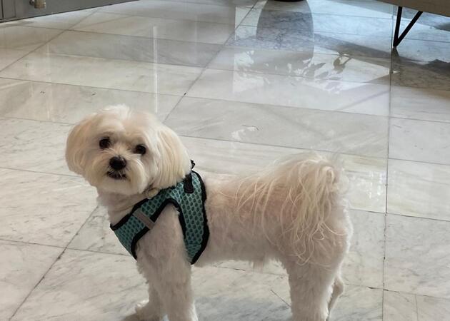 Galería de imágenes Chester House Club Canino 18