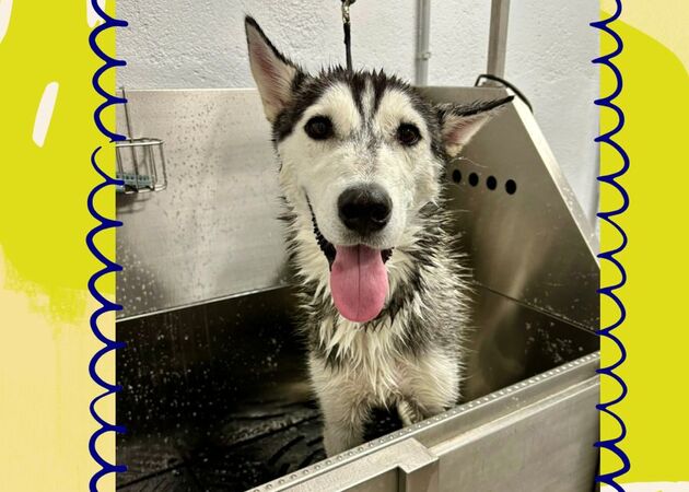 Galería de imágenes Chester House Club Canino 21