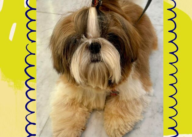 Galería de imágenes Chester House Club Canino 4