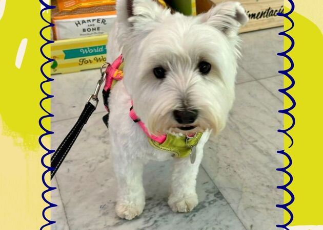 Galería de imágenes Chester House Club Canino 5