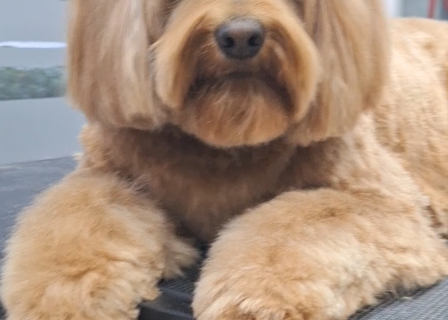 图片库 Pakypet - 狗狗美容 3