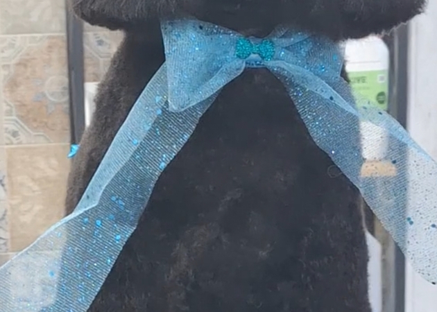 图片库 Pakypet - 狗狗美容 1