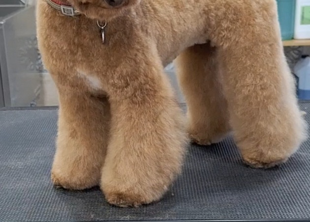 图片库 Pakypet - 狗狗美容 8