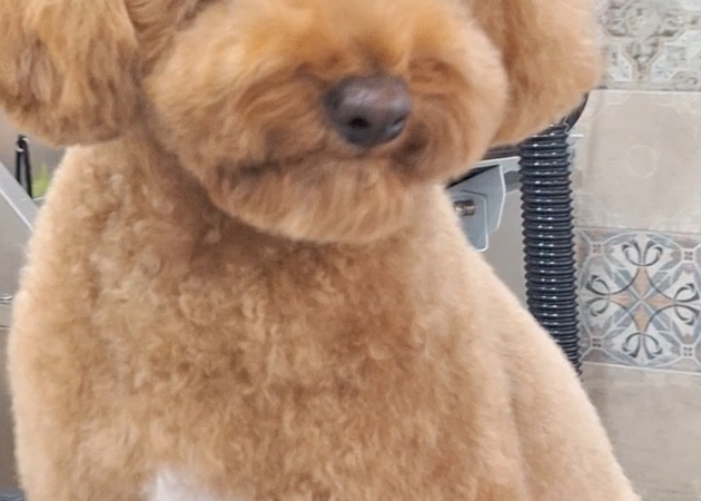 图片库 Pakypet - 狗狗美容 5