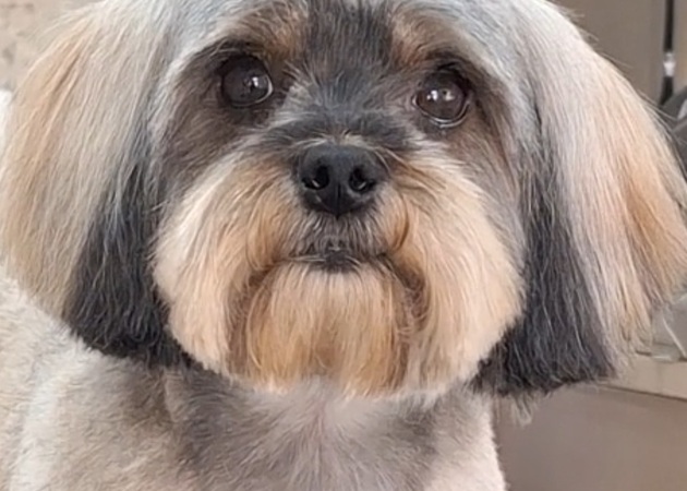 图片库 Pakypet - 狗狗美容 4