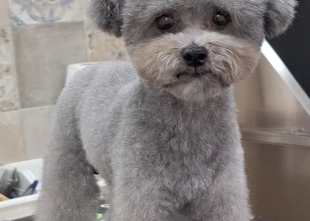 图片库 Pakypet - 狗狗美容 6