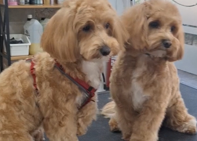 图片库 Pakypet - 狗狗美容 7