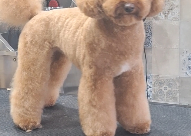 图片库 Pakypet - 狗狗美容 2