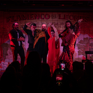 Foto di copertina FLAMENCO DEI LEONI