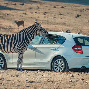 Foto de portada Safari Madrid