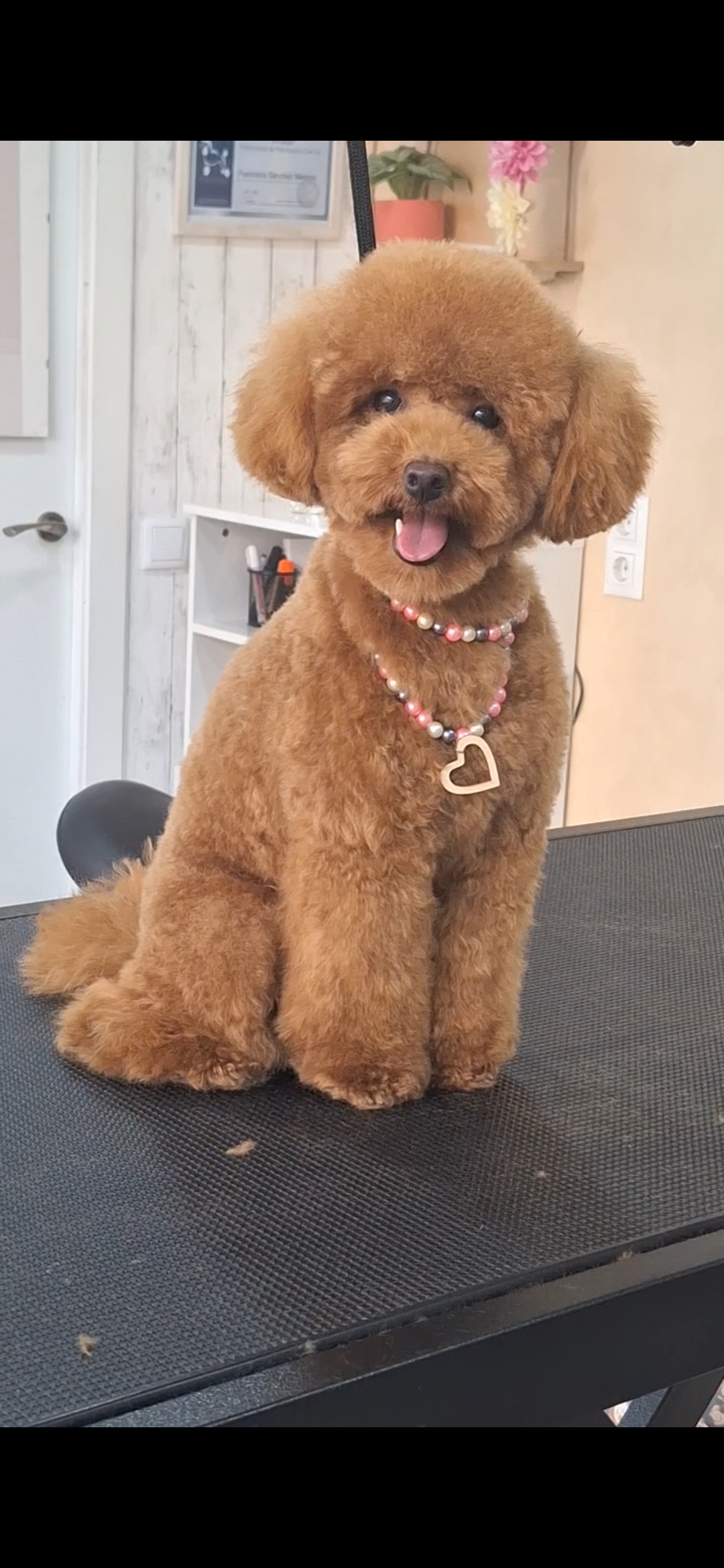 Thumbnail Pakypet - Dog Grooming