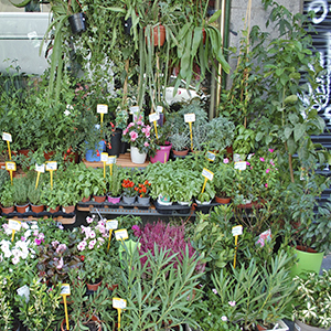 Thumbnail living room garden