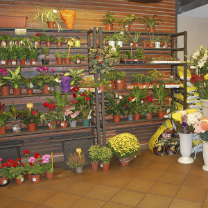 Titelbild Vergel Florist