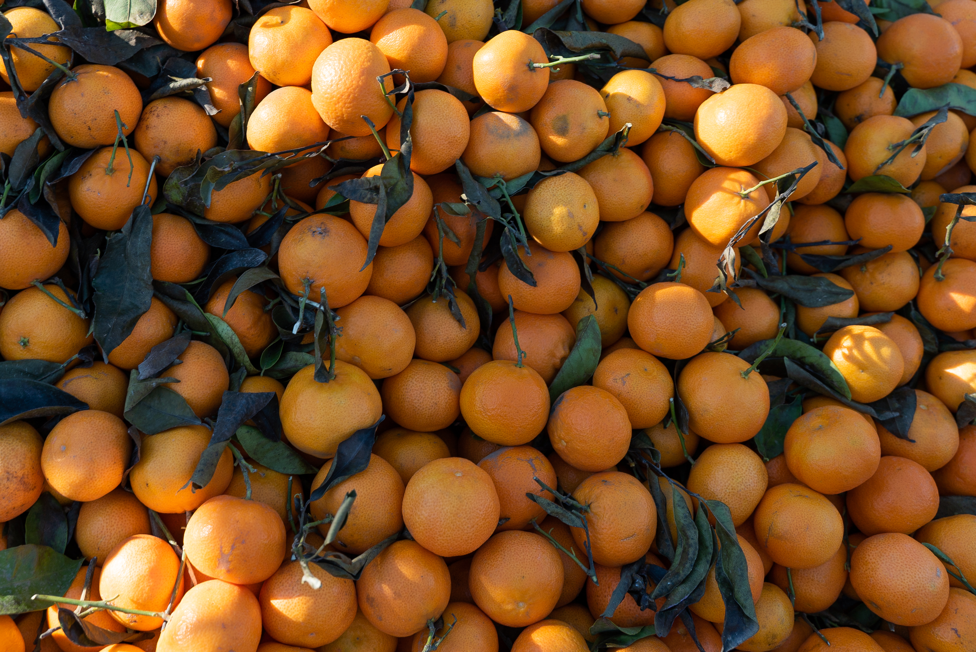 Photo de couverture Marché de San Blas Canillejas, Juan Nieves Fruits