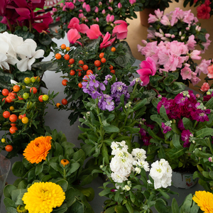 Photo de couverture Position 2 sur le marché d'Uva-Hortaleza : Juan Borja