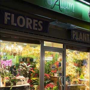 Foto de portada Allium Floristas